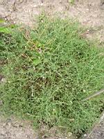 Reseda Glauca L (fam Resedacees) (pyrennees) (00) (Photo F. Mrugala)